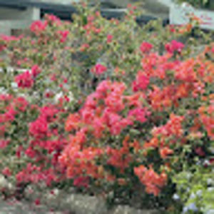 Meet your Posher, Breea